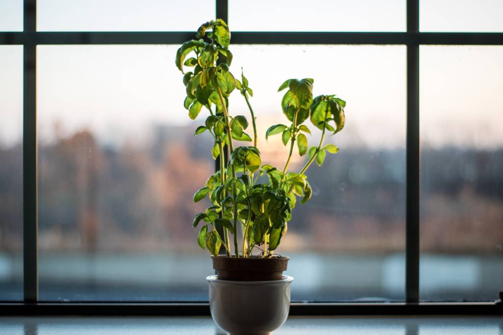 planta-tomando-sol planta-tomando-sol