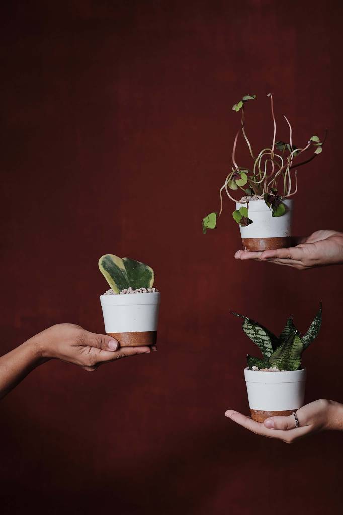 saiba-quais-cuidados-extras-voce-precisa-ter-com-as-plantas-no-verao-casa.comAtelier Colorato – Marina Reis – Foto Klacius Ank saiba-quais-cuidados-extras-voce-precisa-ter-com-as-plantas-no-verao-casa.comAtelier Colorato – Marina Reis – Foto Klacius Ank