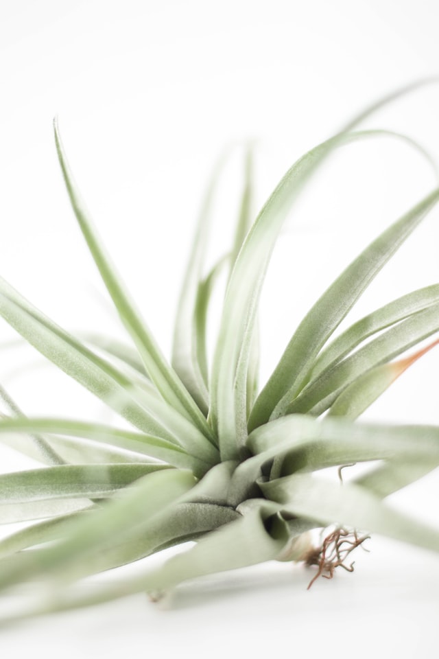 tillandsia