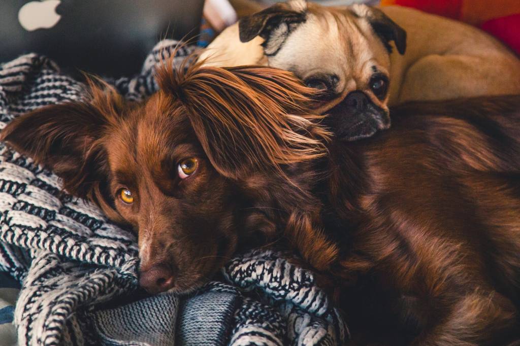 8-dicas-essenciais-para-adaptar-a-decoracao-da-casa-com-bicho-de-estimacao-casa.com (9) Cachorro marrom com pelo longo deitado sobre uma manta preto e branco olhando para a câmera com um pug deitado sobre o cachorro marrom