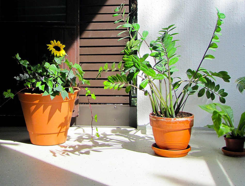 8-plantas-que-precisam-de-pouca-luz-casa.com-Zamioculcas-plants-170253_960_720 8-plantas-que-precisam-de-pouca-luz-casa.com-Zamioculcas-plants-170253_960_720