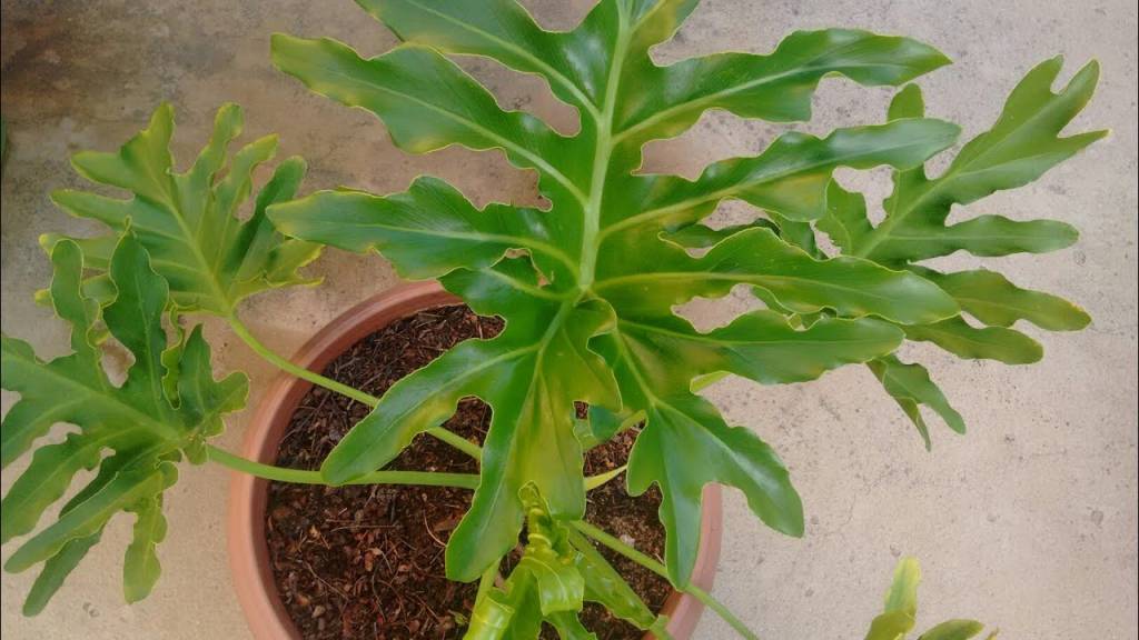 8 plantas que precisam de pouca luz