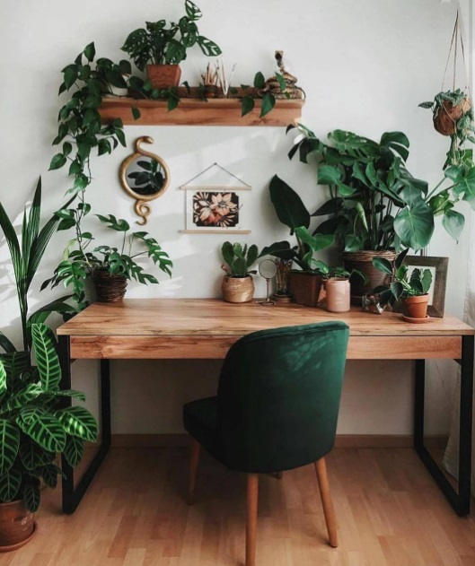 Home office com mesa em madeira e cadeira de veludo verde escuro. Plantas na mesa, ao lado e na prateleira de madeira acima