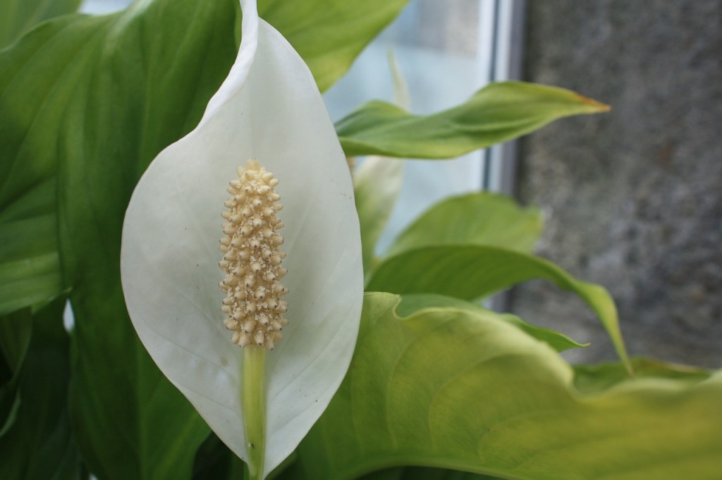 Poder holístico; plantas; Flor Lírio da Paz em detalhe. Flor branca com centro comprido e amarelado