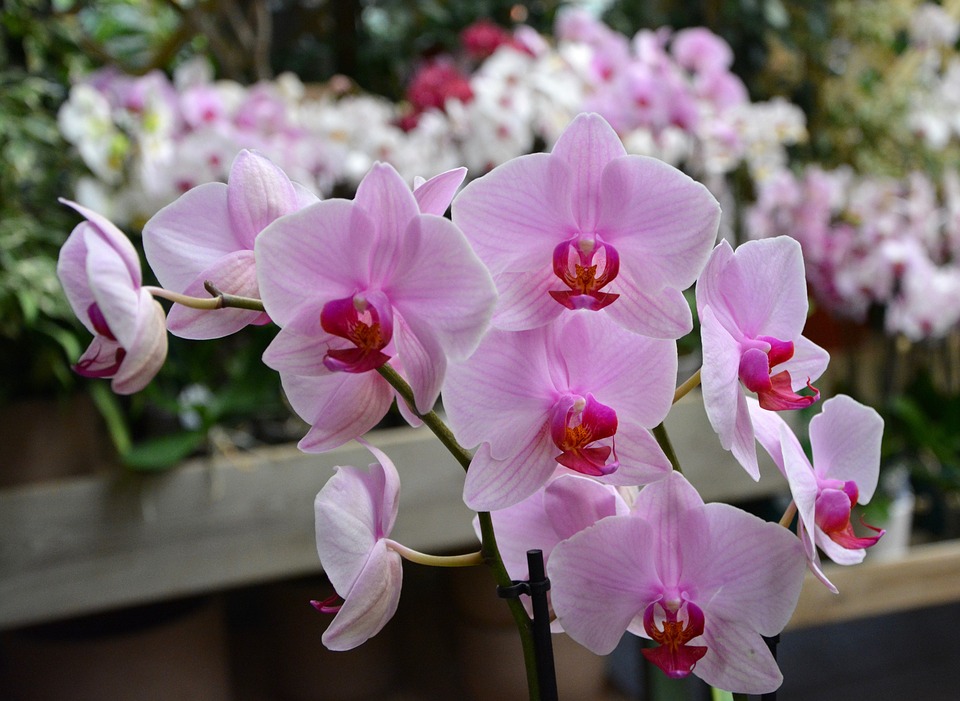 Poder holístico; plantas; Orquídea branca e rosa florida.