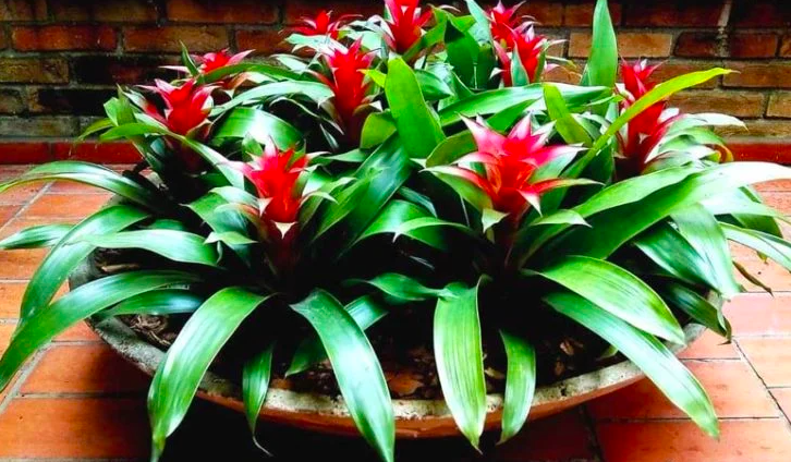 bromelia bromelia