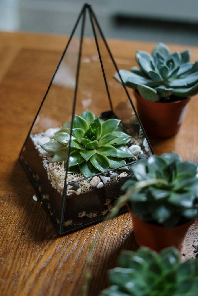 Como fazer seu próprio terrário. Na foto, terrário em recipiente triangular