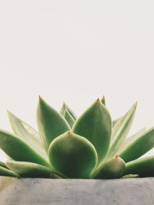 cropped-suculentas-principais-tipos-cuidados-e-dicas-para-decorar-03.jpg