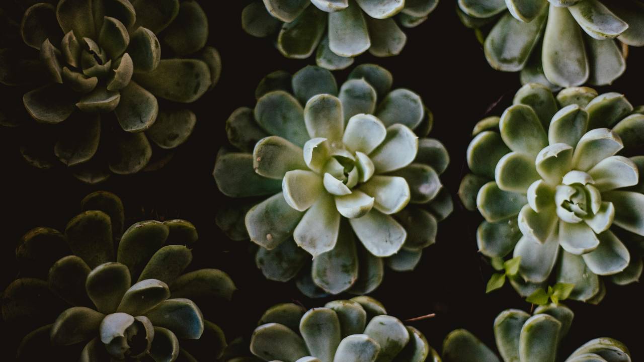Suculentas: Principais tipos, cuidados e dicas para decorar