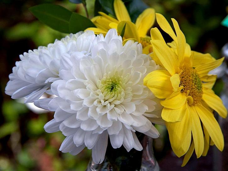 tipos-de-flores-para-decorar-seu-ambiente-casa.com-1-crisantemo crisantemos branco