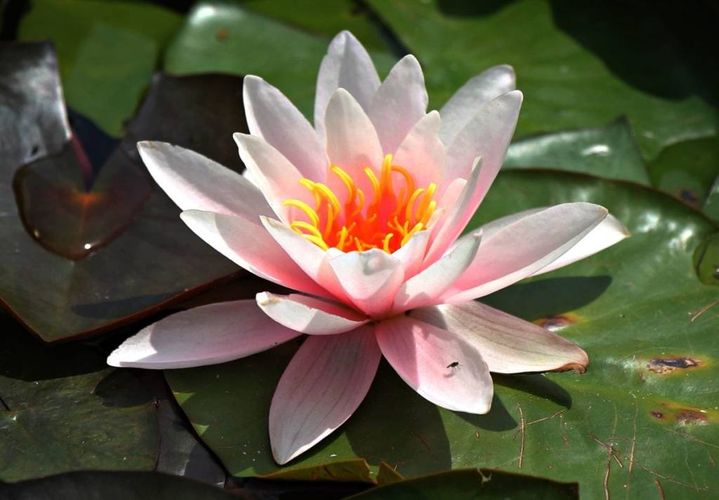 tipos-de-flores-para-decorar-seu-ambiente-casa.com-10-flor-de-lotus tipos-de-flores-para-decorar-seu-ambiente-casa.com-10-flor-de-lotus