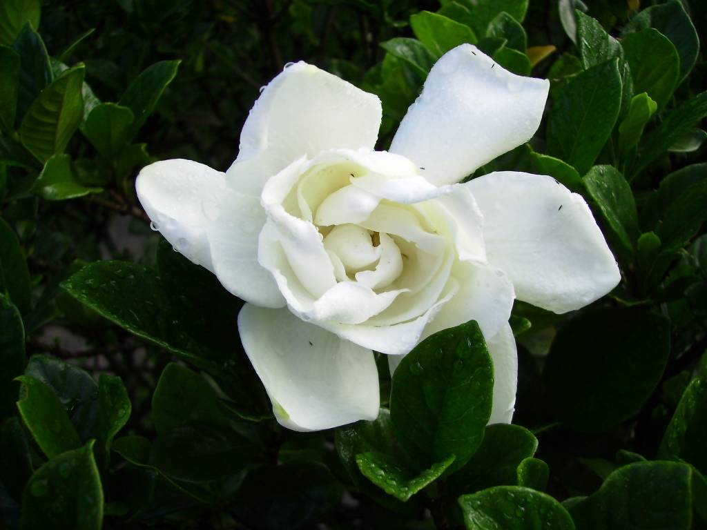 tipos-de-flores-para-decorar-seu-ambiente-casa.com-11-jasmim tipos-de-flores-para-decorar-seu-ambiente-casa.com-11-jasmim