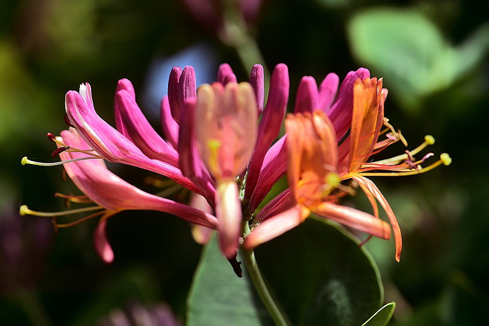 tipos-de-flores-para-decorar-seu-ambiente-casa.com-12-madressilva tipos-de-flores-para-decorar-seu-ambiente-casa.com-12-madressilva