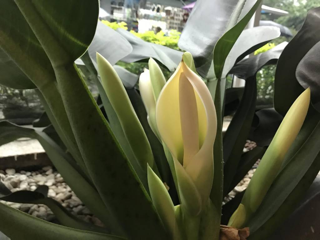 tipos-de-flores-para-decorar-seu-ambiente-casa.com-13-pacova tipos-de-flores-para-decorar-seu-ambiente-casa.com-13-pacova