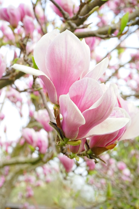 tipos-de-flores-para-decorar-seu-ambiente-casa.com-14-Magnolia tipos-de-flores-para-decorar-seu-ambiente-casa.com-14-Magnolia