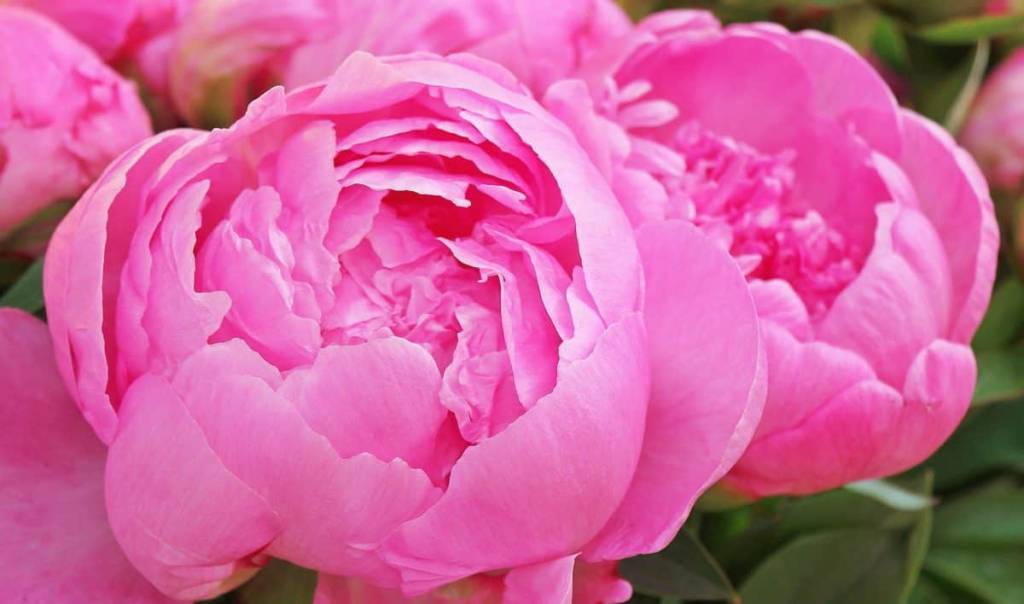 tipos-de-flores-para-decorar-seu-ambiente-casa.com-17-peonia tipos-de-flores-para-decorar-seu-ambiente-casa.com-17-peonia