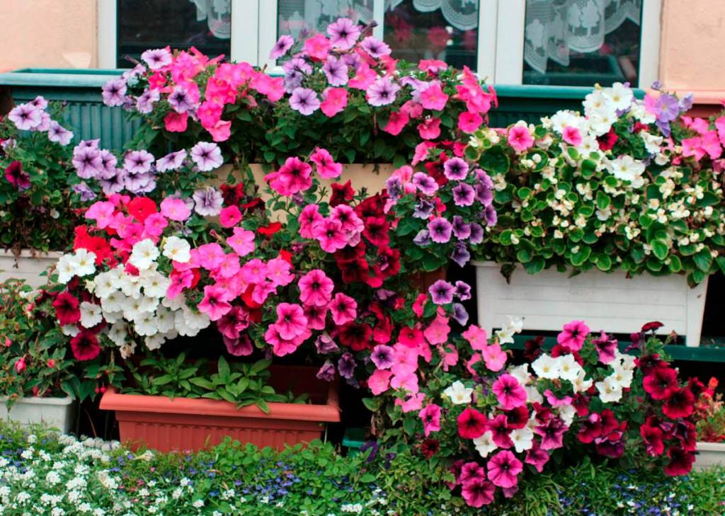 tipos-de-flores-para-decorar-seu-ambiente-casa.com-18-petunia tipos-de-flores-para-decorar-seu-ambiente-casa.com-18-petunia