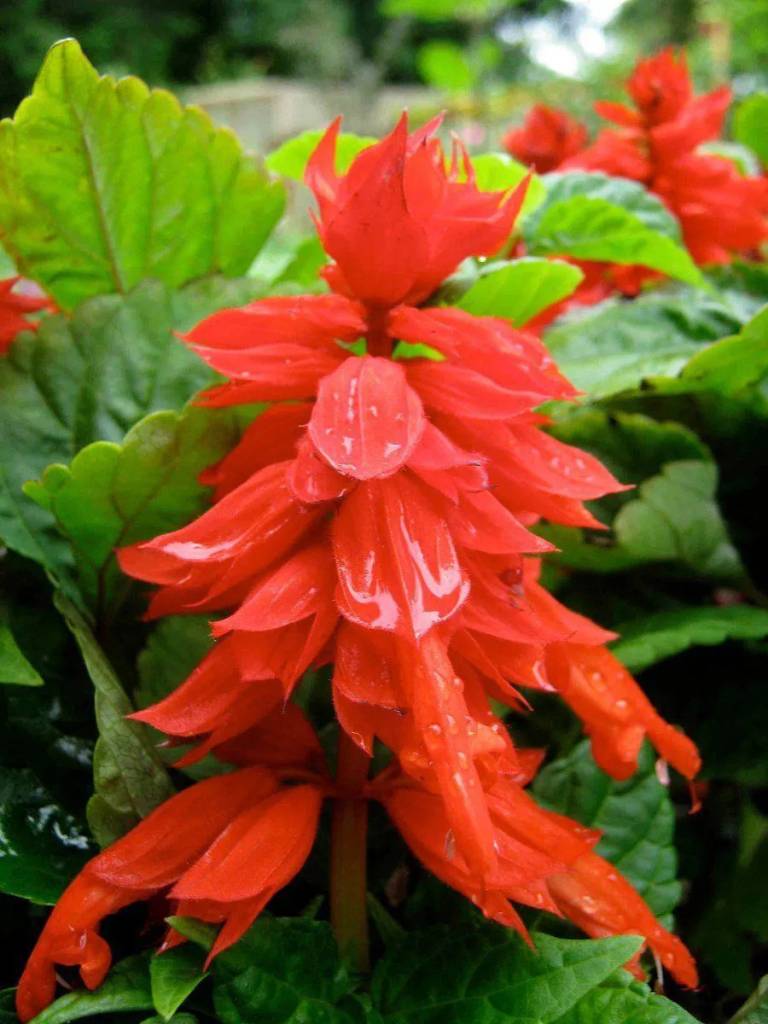 tipos-de-flores-para-decorar-seu-ambiente-casa.com-19-Salvia tipos-de-flores-para-decorar-seu-ambiente-casa.com-19-Salvia