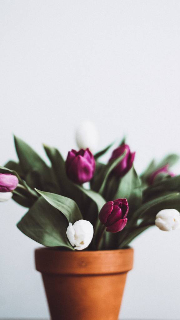 tipos-de-flores-para-decorar-seu-ambiente-casa.com-2-tulipa Tulipa rosas, vermalhas e brancas em vaso de barro