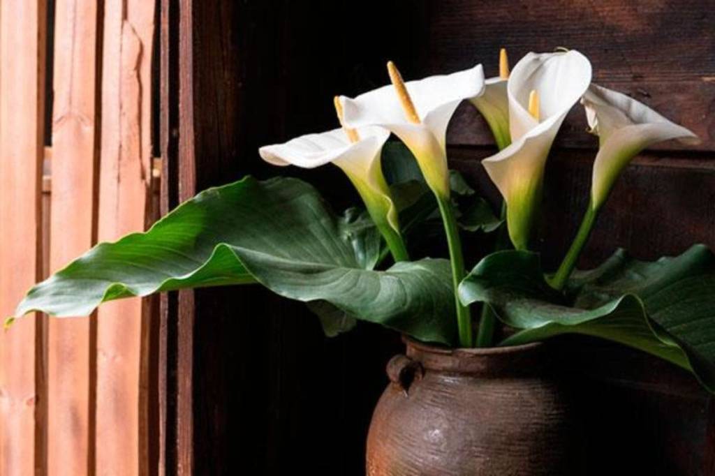 tipos-de-flores-para-decorar-seu-ambiente-casa.com-21-copo-de-leite Copo de leite em vaso.