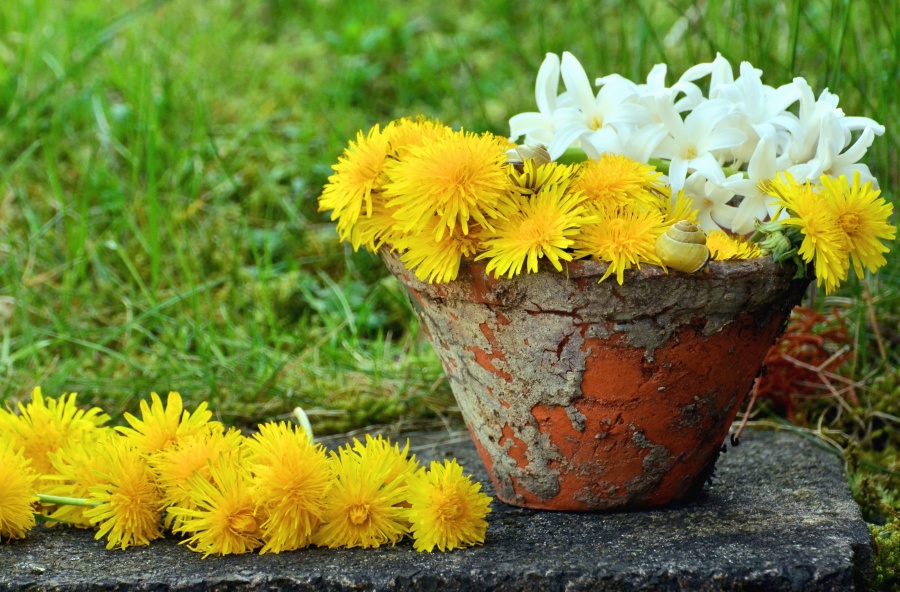 tipos-de-flores-para-decorar-seu-ambiente-casa.com-22-dente-de-leão tipos-de-flores-para-decorar-seu-ambiente-casa.com-22-dente-de-leão