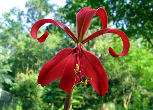 tipos-de-flores-para-decorar-seu-ambiente-casa.com-24-flor-de-lis tipos-de-flores-para-decorar-seu-ambiente-casa.com-24-flor-de-lis