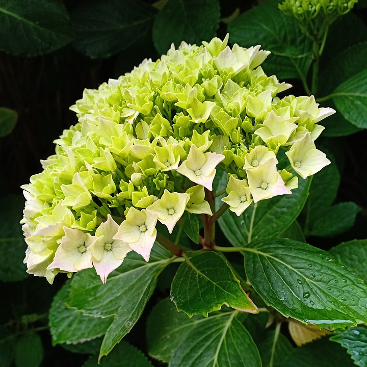 tipos-de-flores-para-decorar-seu-ambiente-casa.com-3-hortencia tipos-de-flores-para-decorar-seu-ambiente-casa.com-3-hortencia