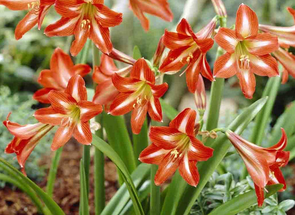 tipos-de-flores-para-decorar-seu-ambiente-casa.com-4-amarilis-açucena tipos-de-flores-para-decorar-seu-ambiente-casa.com-4-amarilis-açucena