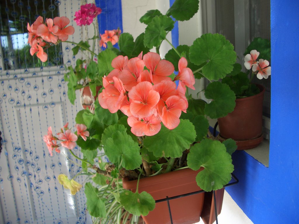 tipos-de-flores-para-decorar-seu-ambiente-casa.com-5-sardinheira tipos-de-flores-para-decorar-seu-ambiente-casa.com-5-sardinheira
