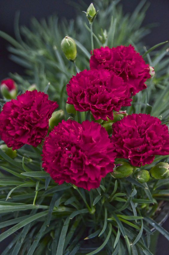 tipos-de-flores-para-decorar-seu-ambiente-casa.com-6-cravo Flores de cravo.