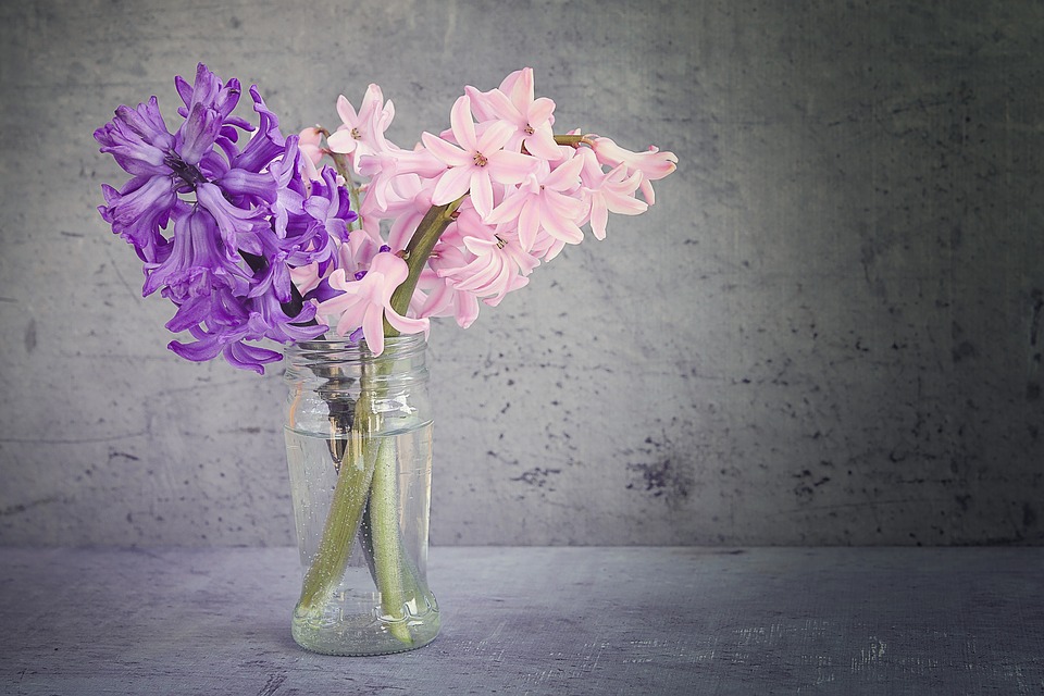 tipos-de-flores-para-decorar-seu-ambiente-casa.com-7-jacinto
