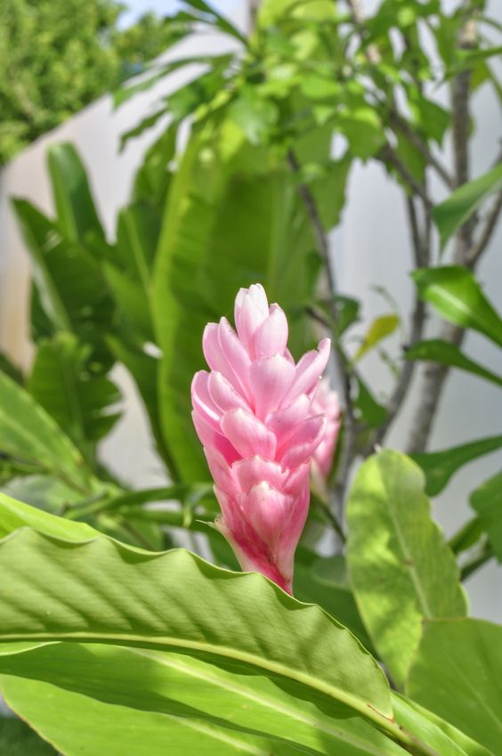 tipos-de-flores-para-decorar-seu-ambiente-casa.com-9-alpina tipos-de-flores-para-decorar-seu-ambiente-casa.com-9-alpina