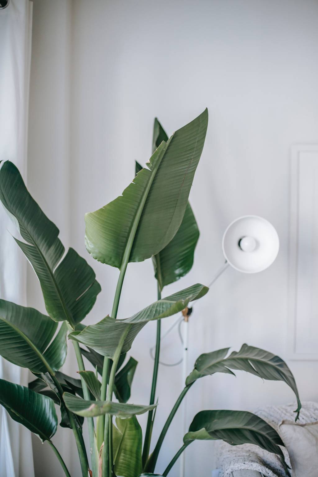 1-arvores-e-plantas-tropicais-que-voce-pode-ter-dentro-de-casa 1-arvores-e-plantas-tropicais-que-voce-pode-ter-dentro-de-casa