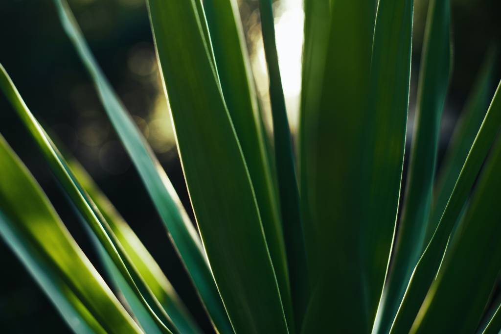 10-arvores-e-plantas-tropicais-que-voce-pode-ter-dentro-de-casa 10-arvores-e-plantas-tropicais-que-voce-pode-ter-dentro-de-casa