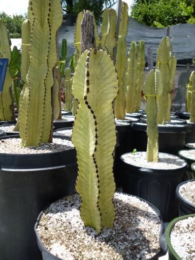 12-Euphorbia ammak 12-Euphorbia ammak