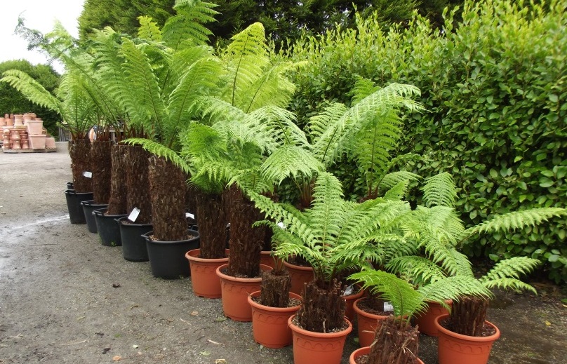 13-arvores-e-plantas-tropicais-que-voce-pode-ter-dentro-de-casa 13-arvores-e-plantas-tropicais-que-voce-pode-ter-dentro-de-casa