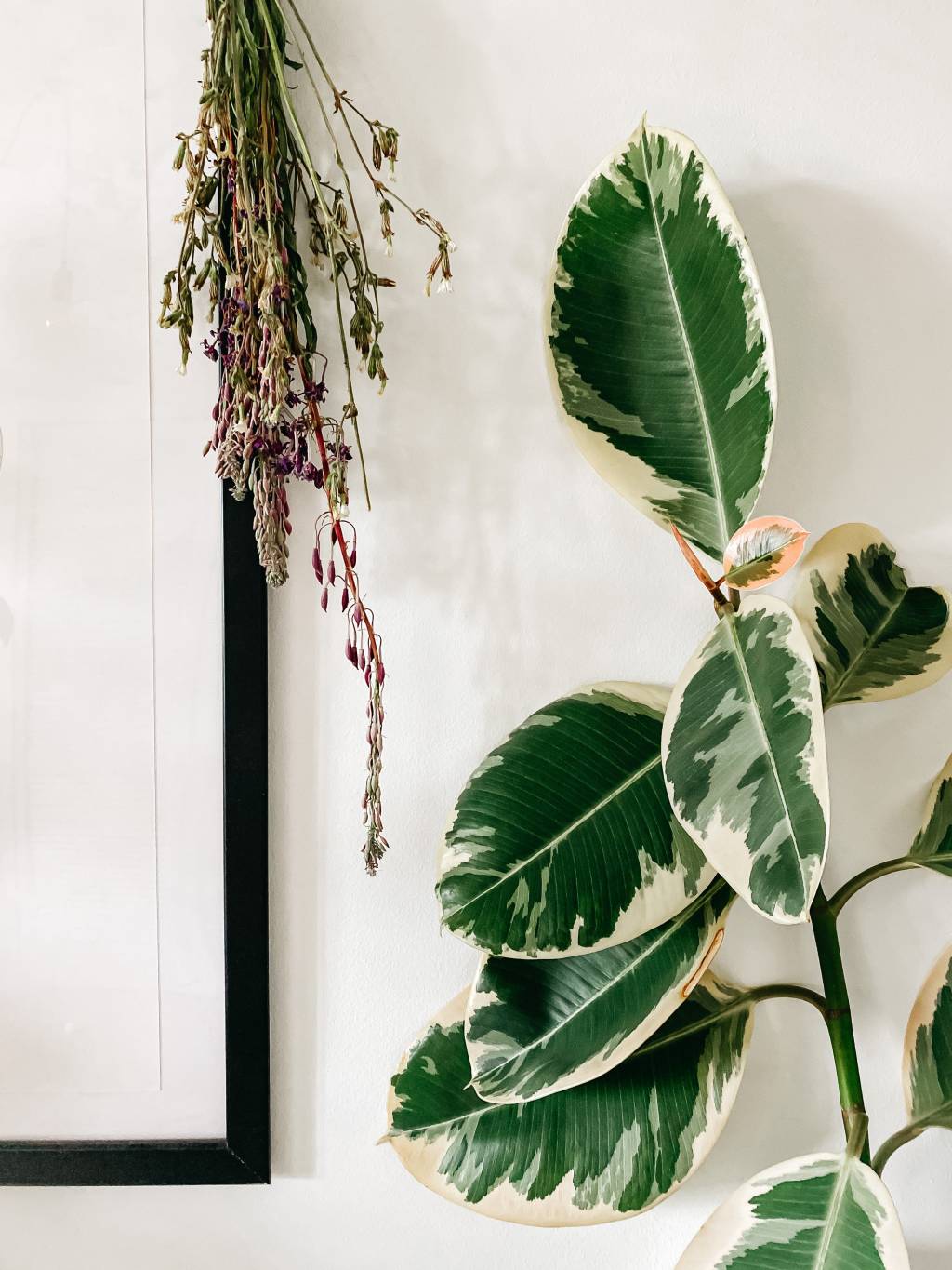 14-arvores-e-plantas-tropicais-que-voce-pode-ter-dentro-de-casa 14-arvores-e-plantas-tropicais-que-voce-pode-ter-dentro-de-casa