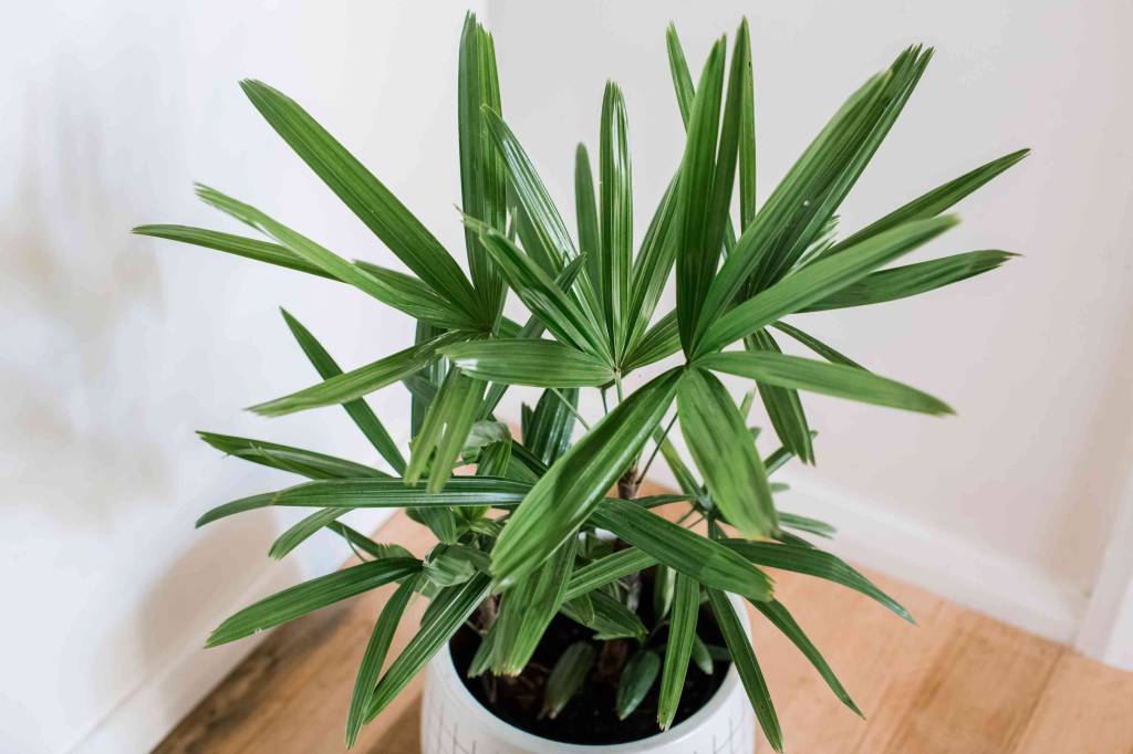 15-arvores-e-plantas-tropicais-que-voce-pode-ter-dentro-de-casa 15-arvores-e-plantas-tropicais-que-voce-pode-ter-dentro-de-casa