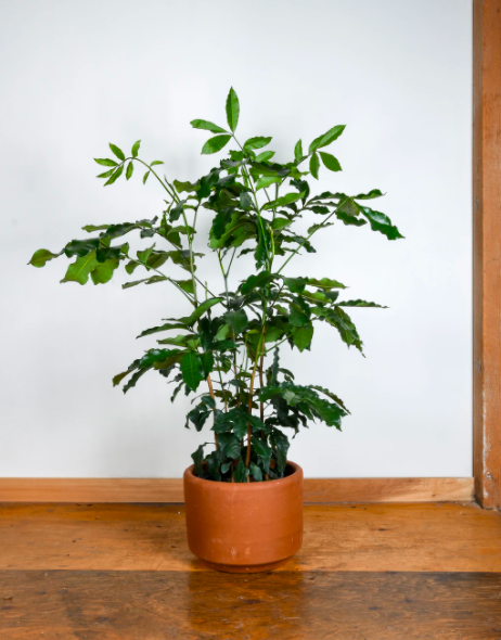 16-arvores-e-plantas-tropicais-que-voce-pode-ter-dentro-de-casa 16-arvores-e-plantas-tropicais-que-voce-pode-ter-dentro-de-casa