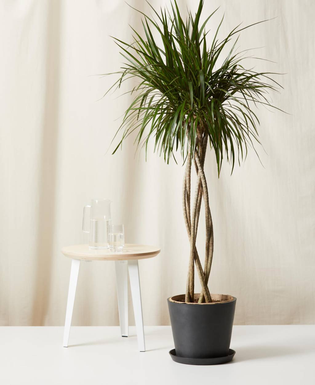2-arvores-e-plantas-tropicais-que-voce-pode-ter-dentro-de-casa 2-arvores-e-plantas-tropicais-que-voce-pode-ter-dentro-de-casa