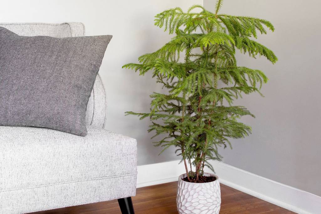 3-arvores-e-plantas-tropicais-que-voce-pode-ter-dentro-de-casa 3-arvores-e-plantas-tropicais-que-voce-pode-ter-dentro-de-casa
