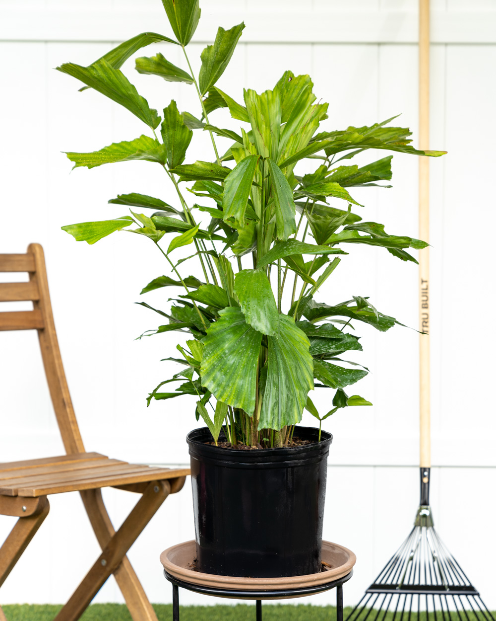 4-arvores-e-plantas-tropicais-que-voce-pode-ter-dentro-de-casa 4-arvores-e-plantas-tropicais-que-voce-pode-ter-dentro-de-casa