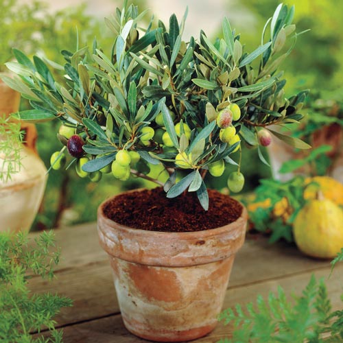 5-arvores-e-plantas-tropicais-que-voce-pode-ter-dentro-de-casa 5-arvores-e-plantas-tropicais-que-voce-pode-ter-dentro-de-casa