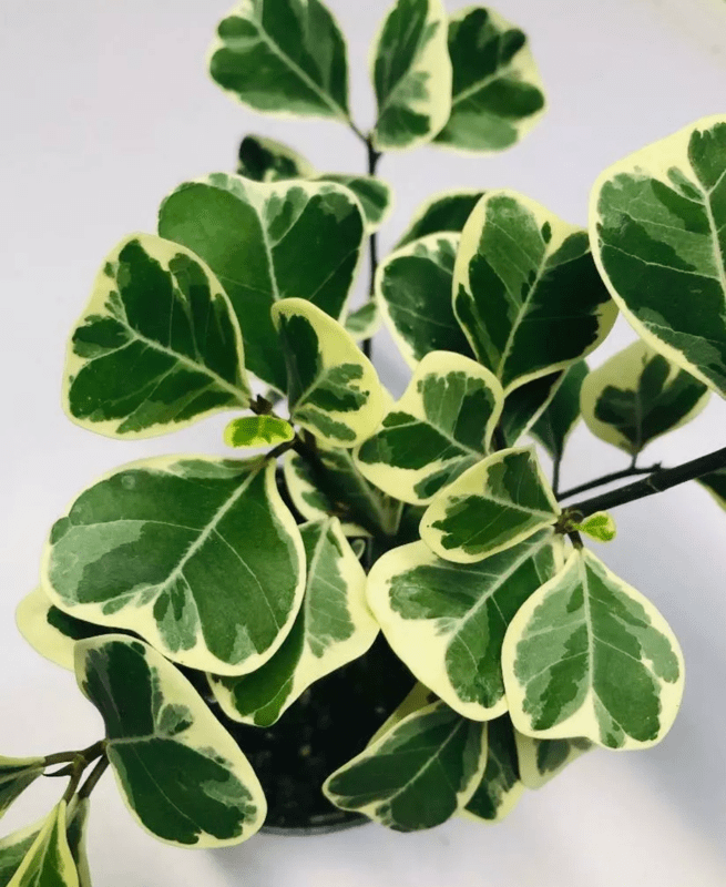 6-arvores-e-plantas-tropicais-que-voce-pode-ter-dentro-de-casa 6-arvores-e-plantas-tropicais-que-voce-pode-ter-dentro-de-casa