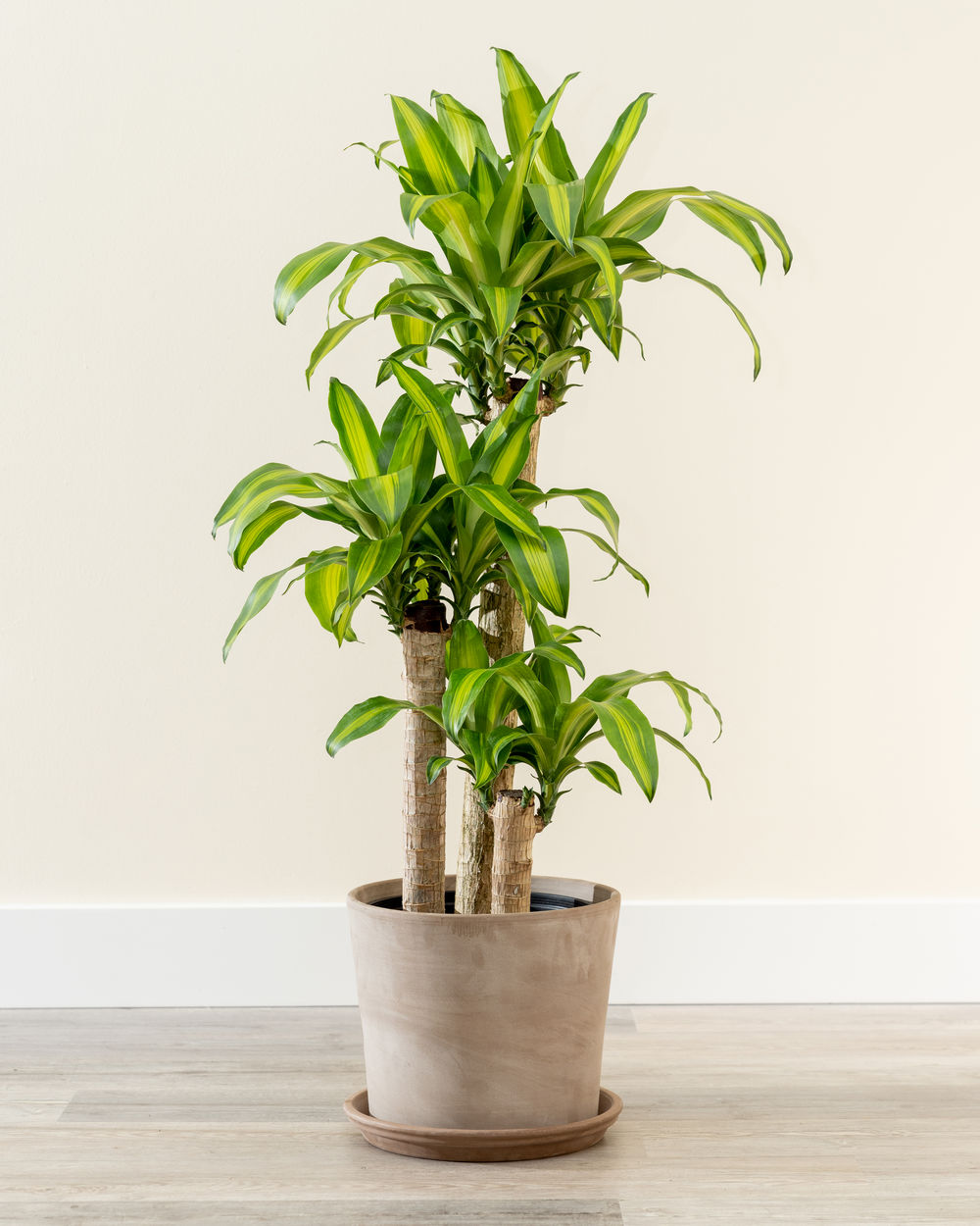 7-arvores-e-plantas-tropicais-que-voce-pode-ter-dentro-de-casa 7-arvores-e-plantas-tropicais-que-voce-pode-ter-dentro-de-casa