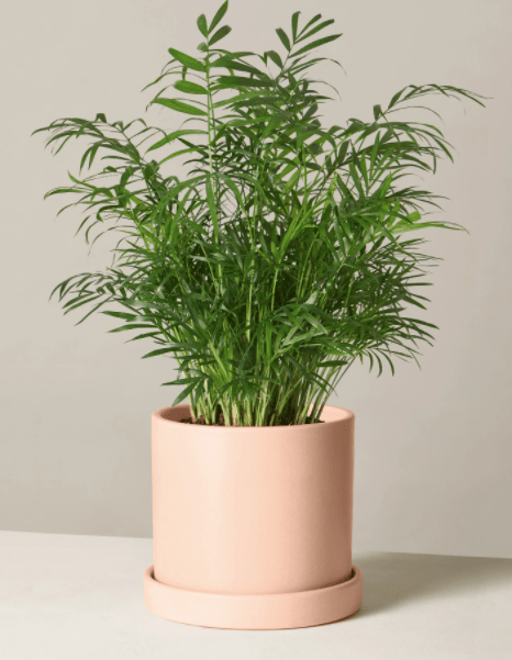 8-arvores-e-plantas-tropicais-que-voce-pode-ter-dentro-de-casa 8-arvores-e-plantas-tropicais-que-voce-pode-ter-dentro-de-casa