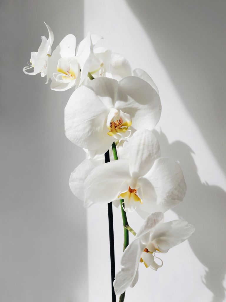 Flores de orquídea branca