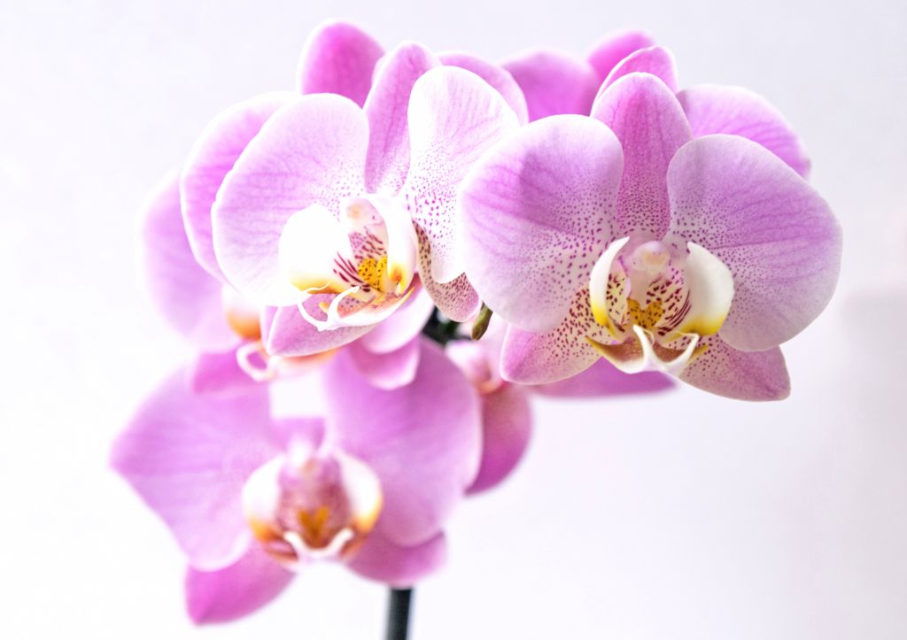 Flor de orquídea rosa com detalhe branco e amarelo no centro