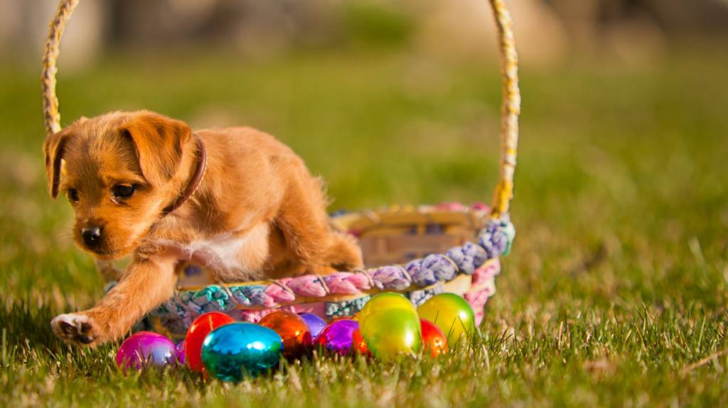 receita-ovo-chocolate-pascoa-cachorro-huffpost Cãozinho em cesta trançada com ovos coloridos