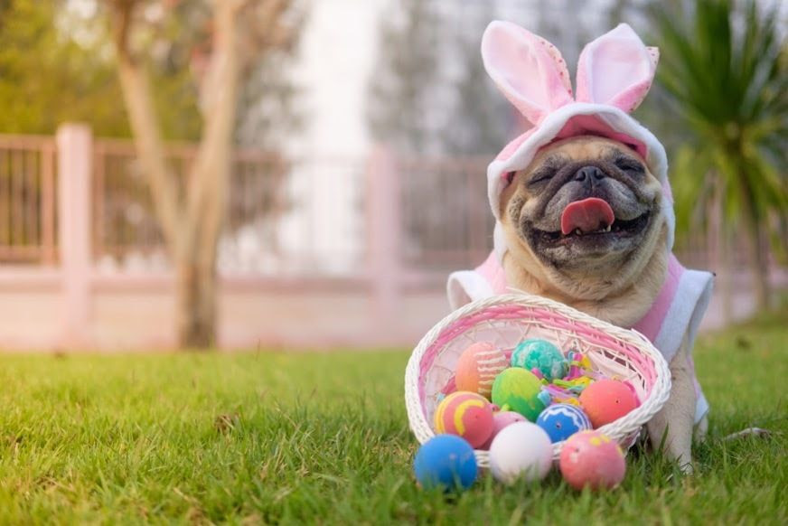 receita-para-seu-pet-aproveitar-a-pascoa-casa.com-1 Bulldog com orelhas de coelho com cesta cheia de ovos de páscoa